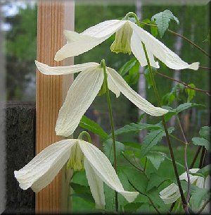 Clematis photograph