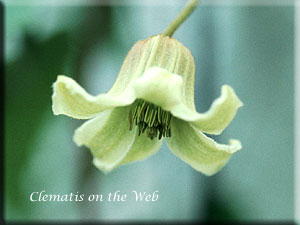 Clematis photograph