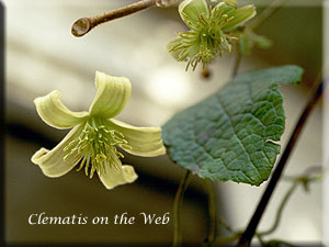 Clematis photograph