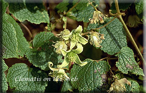 Clematis photograph