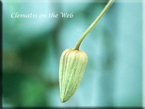 Clematis photograph