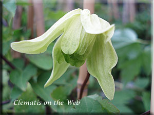 Clematis photograph