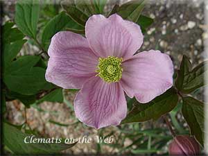 Clematis photograph