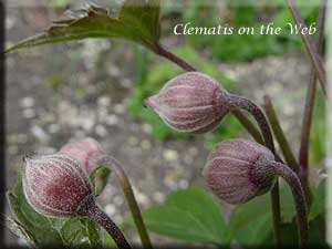 Clematis photograph