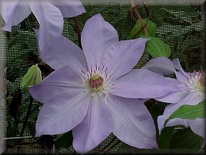 Clematis photograph