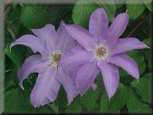 Clematis photograph