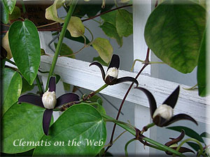 Clematis photograph