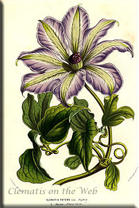 Clematis photograph