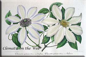 Clematis photograph