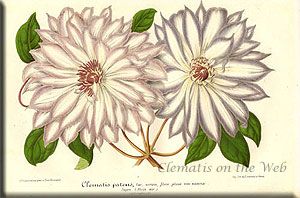 Clematis photograph