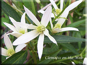 Clematis photograph