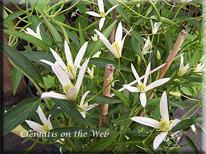 Clematis photograph