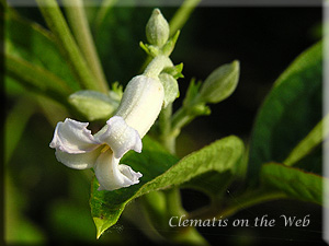 Clematis photograph