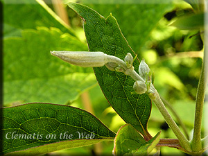 Clematis photograph