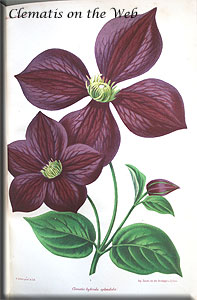 Clematis photograph