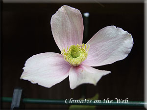 Clematis photograph