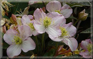 Clematis photograph