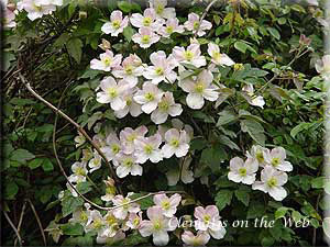 Clematis photograph