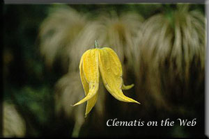 Clematis photograph