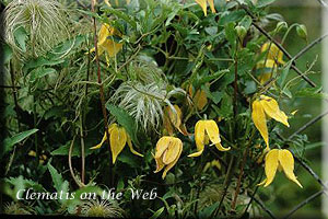 Clematis photograph