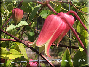 Clematis photograph