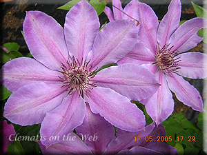 Clematis photograph