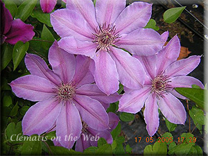 Clematis photograph