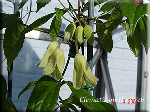 Clematis photograph