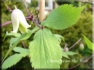 Clematis photograph