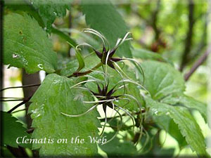 Clematis photograph