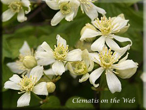 Clematis photograph