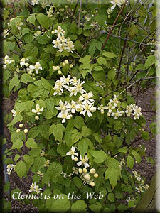 Clematis photograph