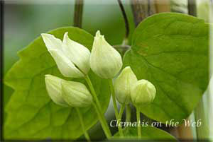 Clematis photograph