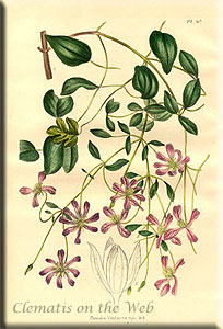 Clematis photograph