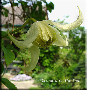 Clematis photograph