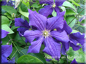 Clematis photograph