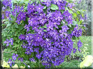 Clematis photograph