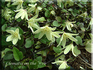 Clematis photograph