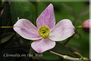 Clematis photograph