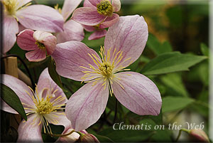 Clematis photograph