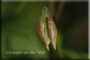 Clematis photograph