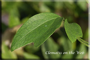 Clematis photograph