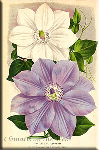 Clematis photograph