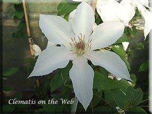 Clematis photograph