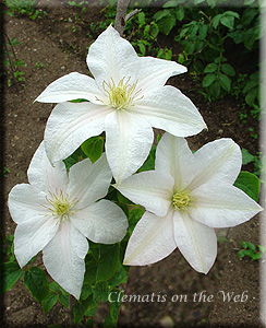 Clematis photograph