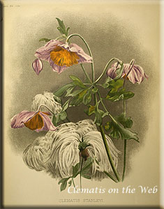 Clematis photograph