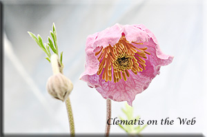 Clematis photograph