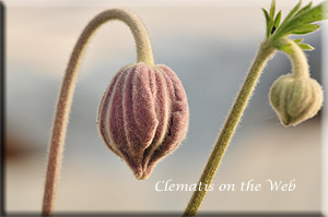 Clematis photograph