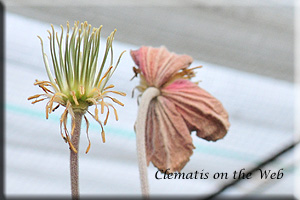 Clematis photograph