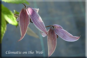 Clematis photograph